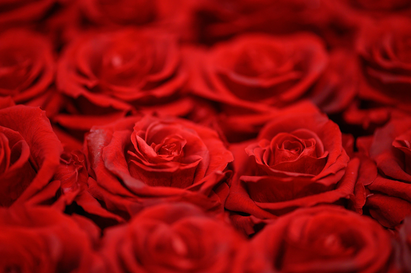 Ricky Kharawala @ Unsplash || close up of several red roses