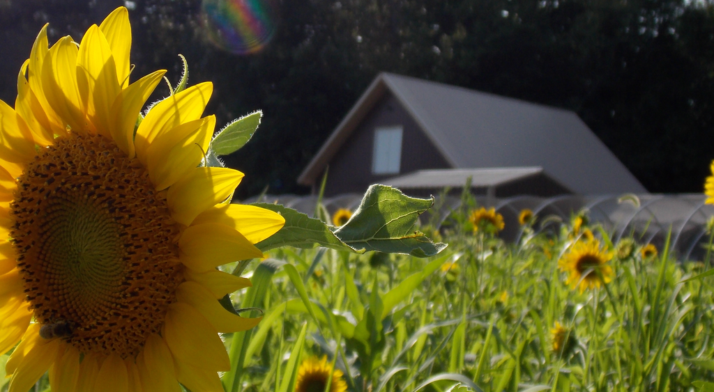 KCC Natural Farms brown barn behind beautiful blooms of yellow sunflowers