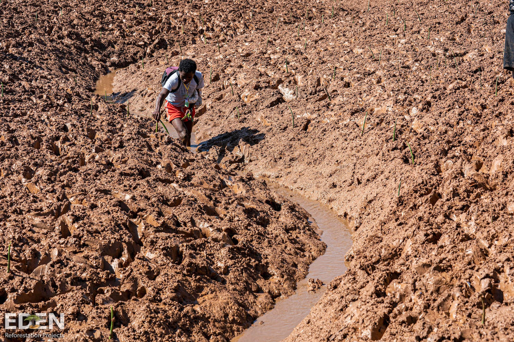 Planting trees in mud swamps in Madagascar