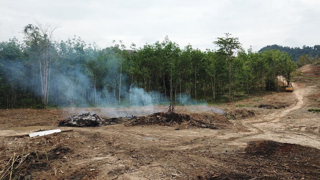 Deforestation in Indonesia to make room for palm oil plantations