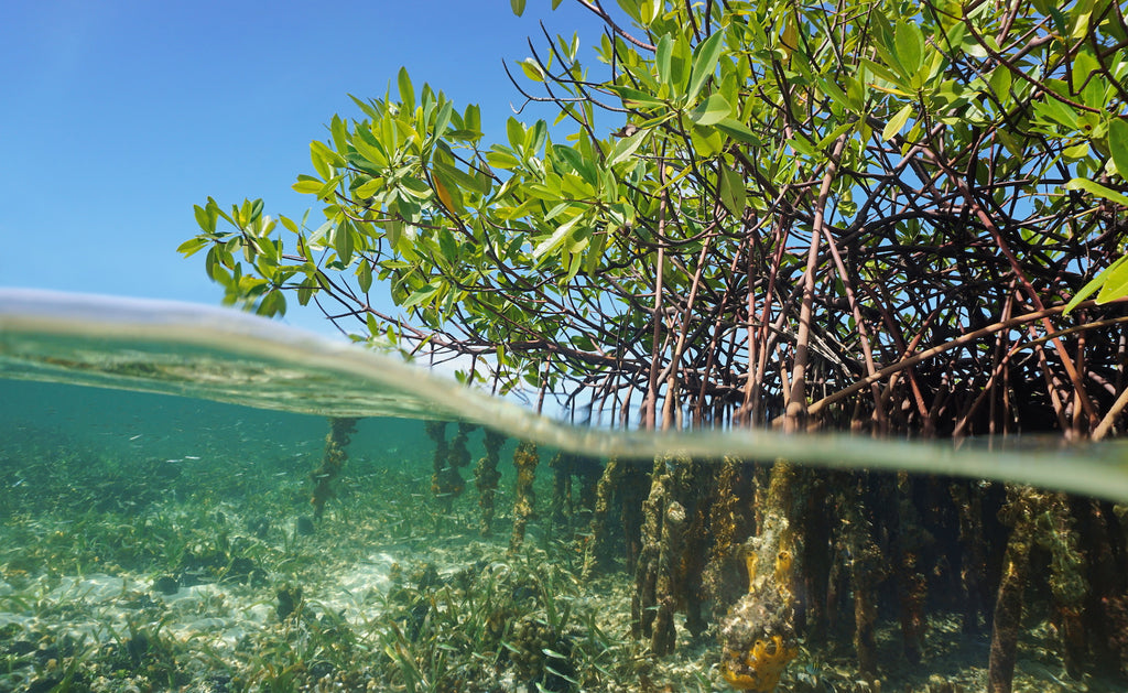 Fish swim in a mangrove root nursery