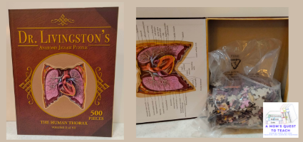 Dr. Livingston's Anatomy Jigsaw Puzzle: The Human Thorax Review by Mom's Quest to Teach