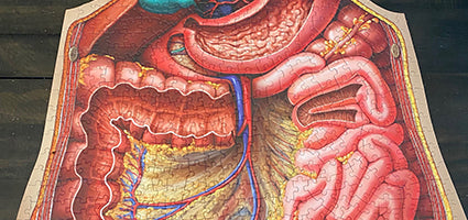 Dr. Livingston's Anatomy Jigsaw Puzzle: The Human Abdomen Review by Just a Mom Trying to Make It Happen