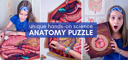 Dr. Livingston's Anatomy Jigsaw Puzzle: The Human Abdomen Review by Oaxacaborn