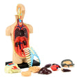 The 4D Human Anatomy Torso Puzzle partially completed with the parts spilling out and spread over the surface. The torso and head piece show the inside organs. The scattered pieces are a ribcage, half head piece, liver, pancreas, lungs, heart, and intestines. The stand the torso sits on is black and rectangular.