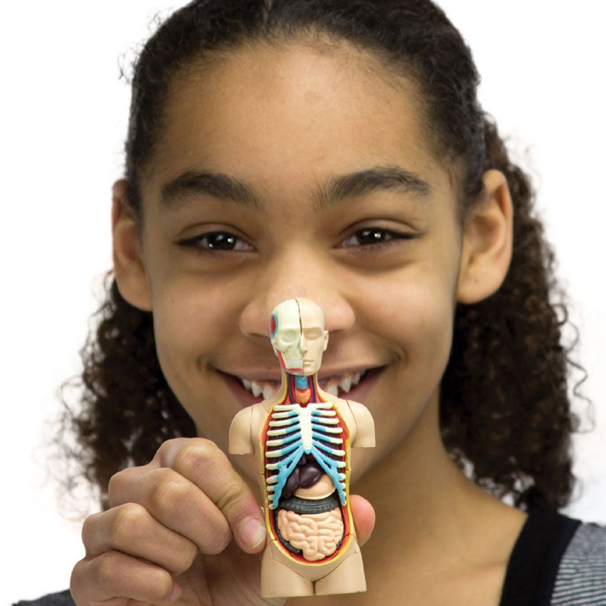 A young girl with dark, curly, hair is smiling and holding up a completed 4D Human Anatomy Torso Puzzle in front of her. The head is halved to show the skull with muscles on the left, and the skin covered head on the right. The completed torso is light skin colored on the outside, but the entire center and neck are open to show the insides, including; a ribcage, liver, pancreas, and intestines.