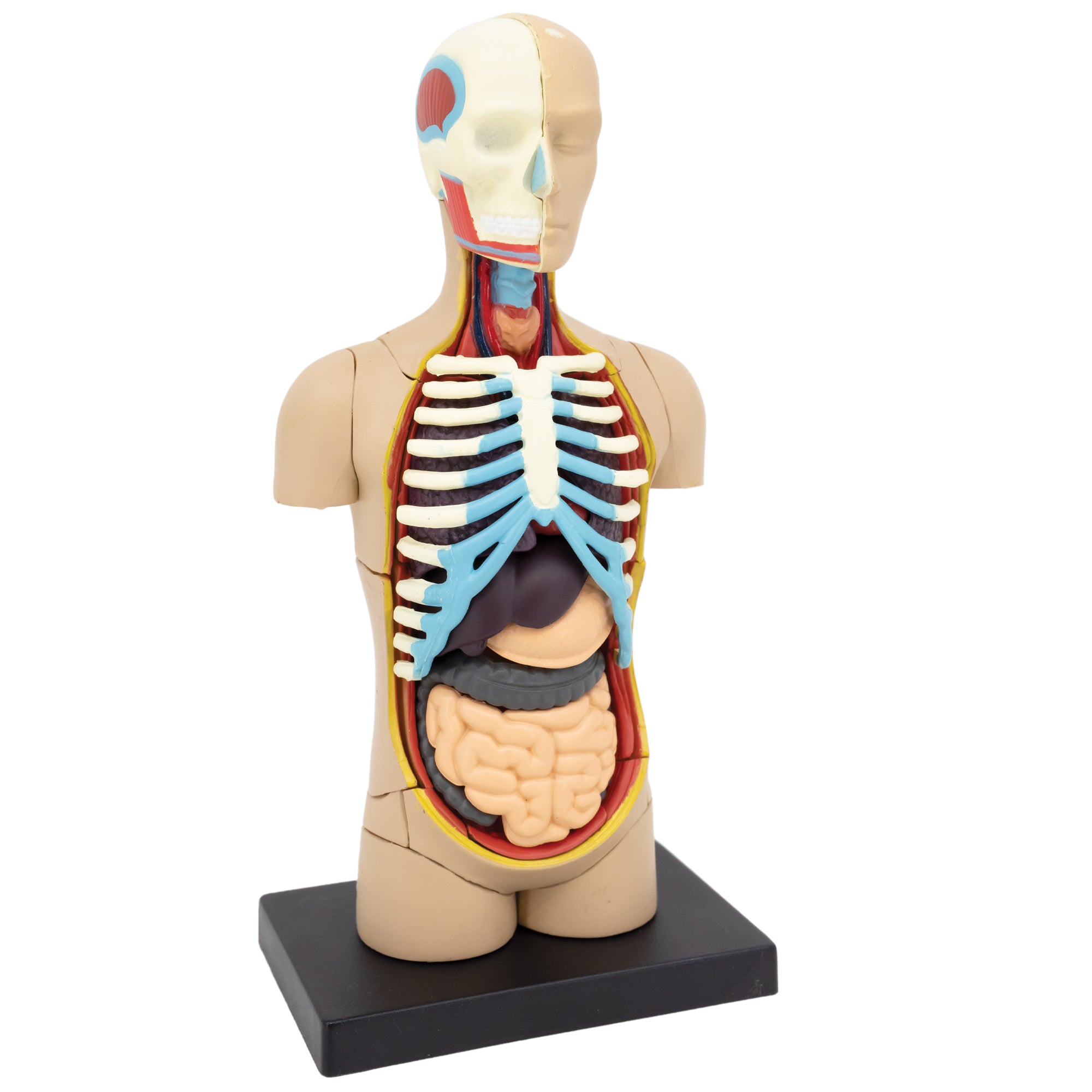 The 4D Human Anatomy Torso Puzzle completed. The head is halved to show the skull with muscles on the left, and the skin covered head on the right. The torso is light skin colored on the outside, but the entire center and neck are open to show the insides, including; a ribcage, liver, pancreas, and intestines. The stand the torso sits on is black and rectangular.