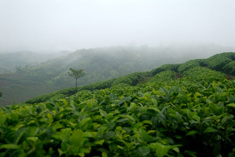 Plantío de Té en China