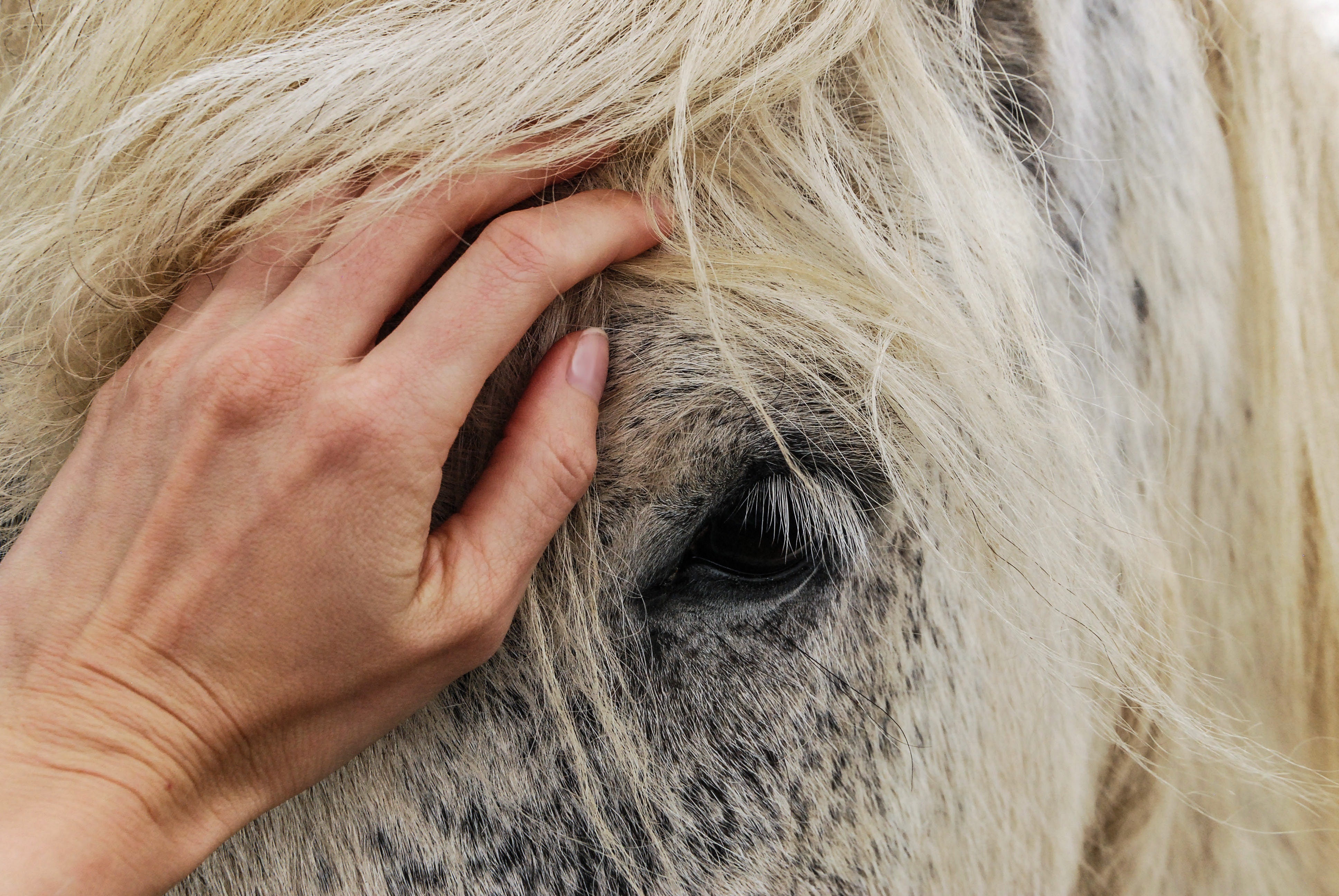Woman Hand petting a Horse