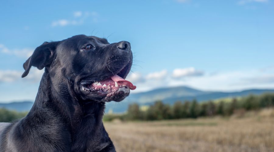 Dog Harness