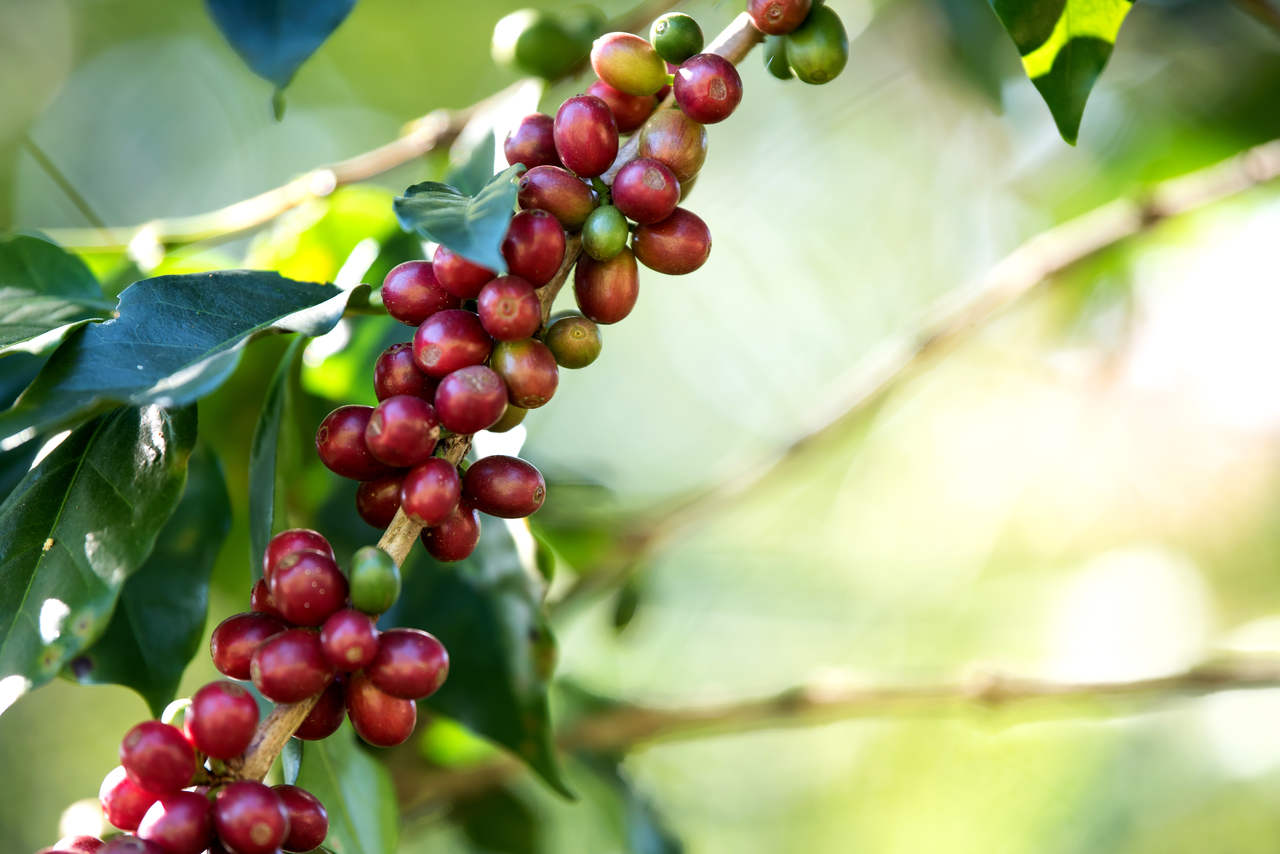 kahve nasıl yetişir sorusuna yanıt niteliğinde kahve ağacı meyveleri