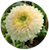 Chrysanthemum