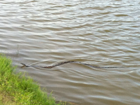 Water Moccasin Golf Course Pond