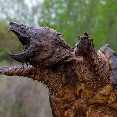 Crazy Tales of Golf Ball Diving - Snapping Turtle