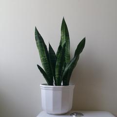 Indoor Plants Clean Air - Snake Plant