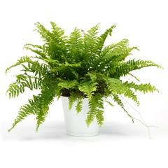 Indoor Plants that Clean the Air - Boston Fern