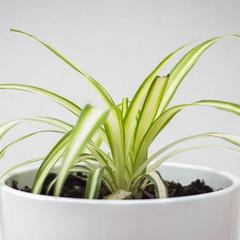 Spider-Plant-Air-Purifying