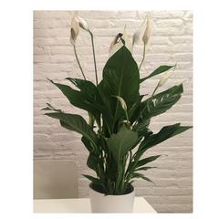 Peace Lily - Indoor Plants that remove toxins