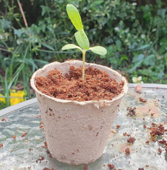 Biodegradable Plant Pots