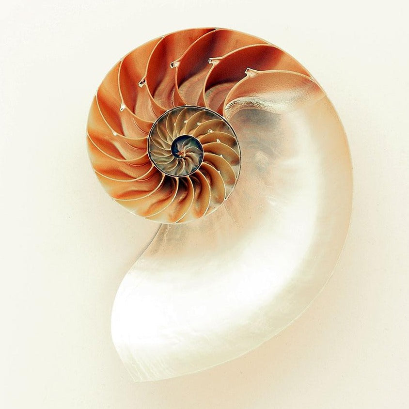 Spiral Nautilus Shell Photography