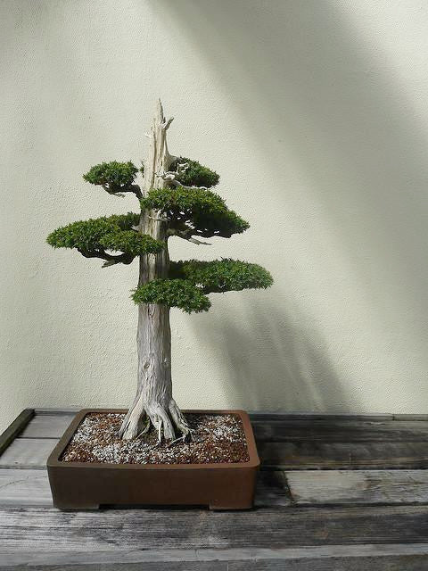 Cedar Cryptomeria Japonica Bonsai Seeds The Bonsai Tool Supply Company Of Canada