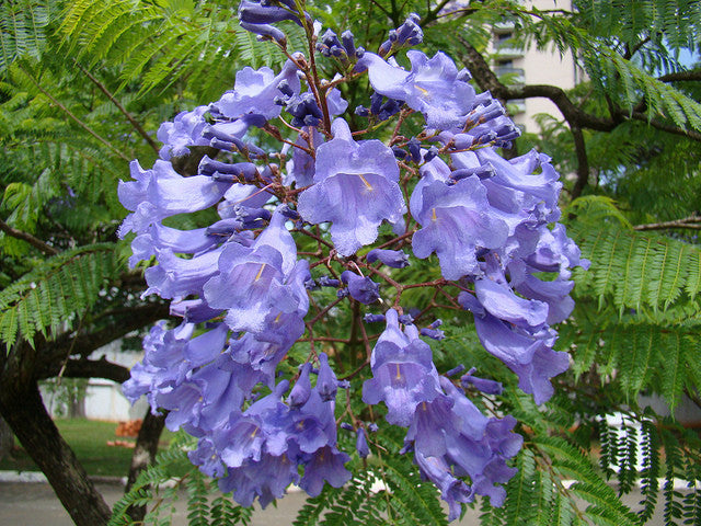 purple flower jacaranda