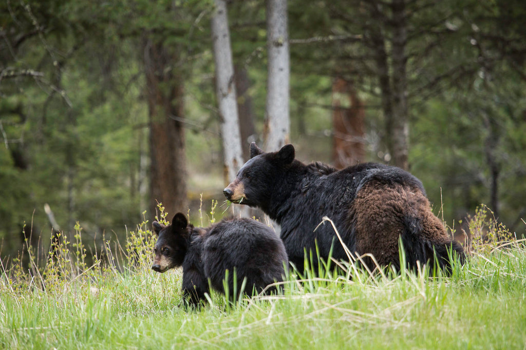 Black Bear in The Spring