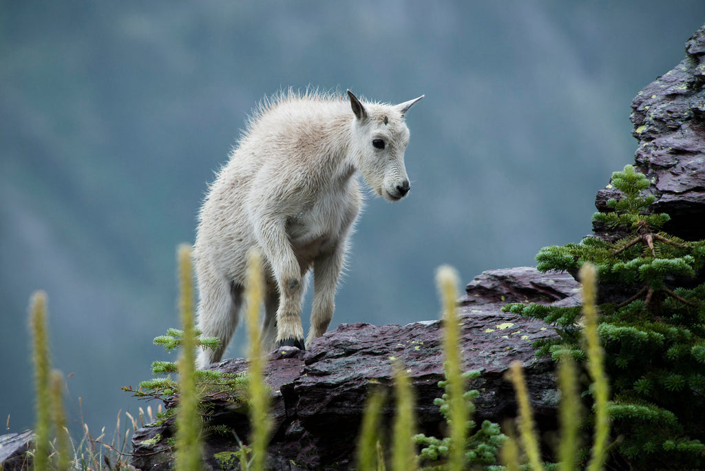 Glacier NPS Mountain Goat