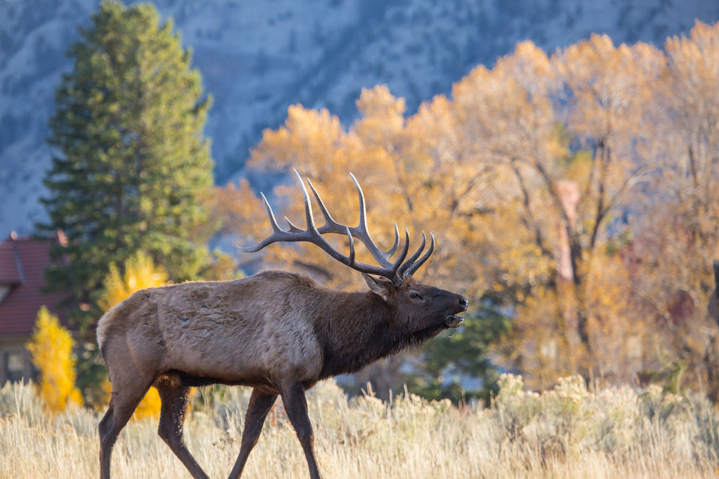 Bull Elk Bugling - Mammoth Hot Springs