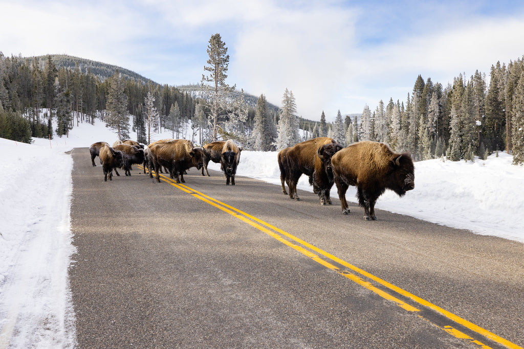 Bison in Yellowstone National Park