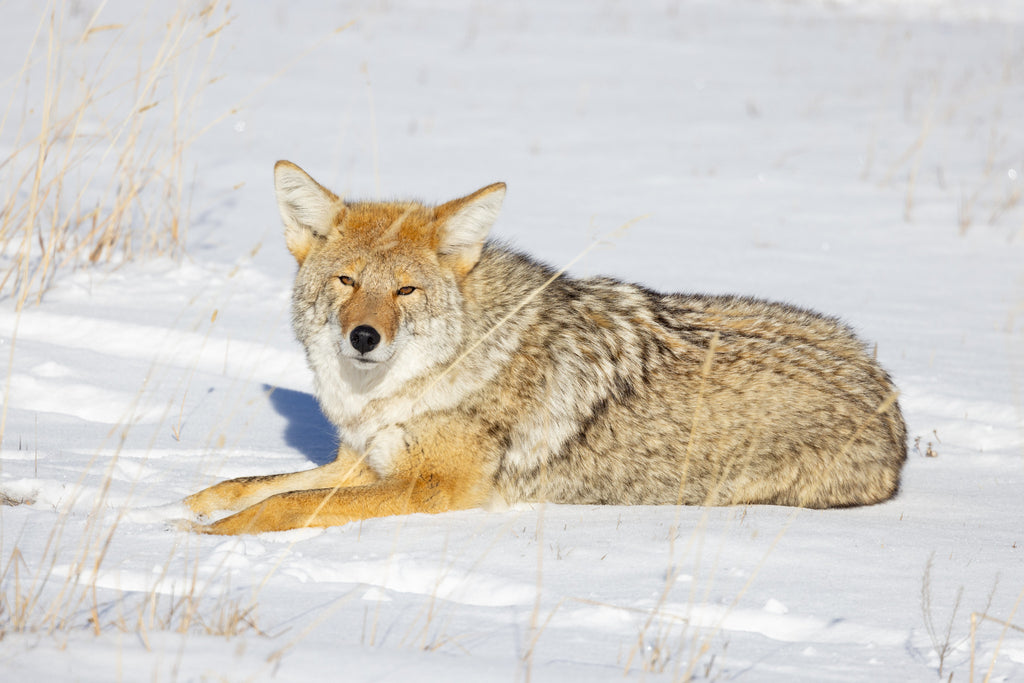 wildlife in yellowstone during the winter