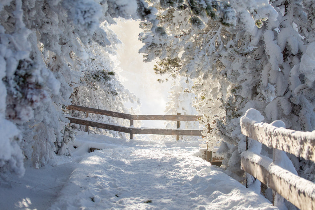 Rime ice on trees in yellowstone national park