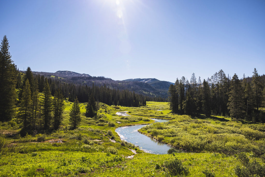 Yellowstone National Park