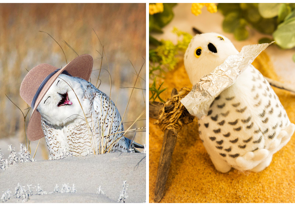 Snowy Owl Seasonal Getaway