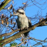Kookaburra in a Tree