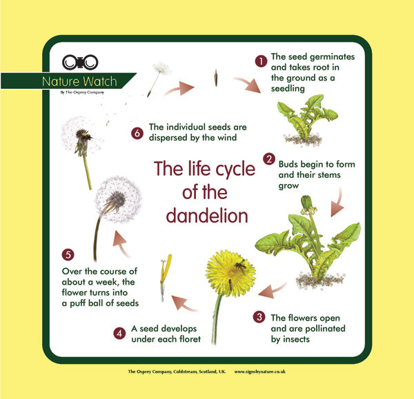 Albums 90+ Images what is the life cycle of a dandelion Sharp