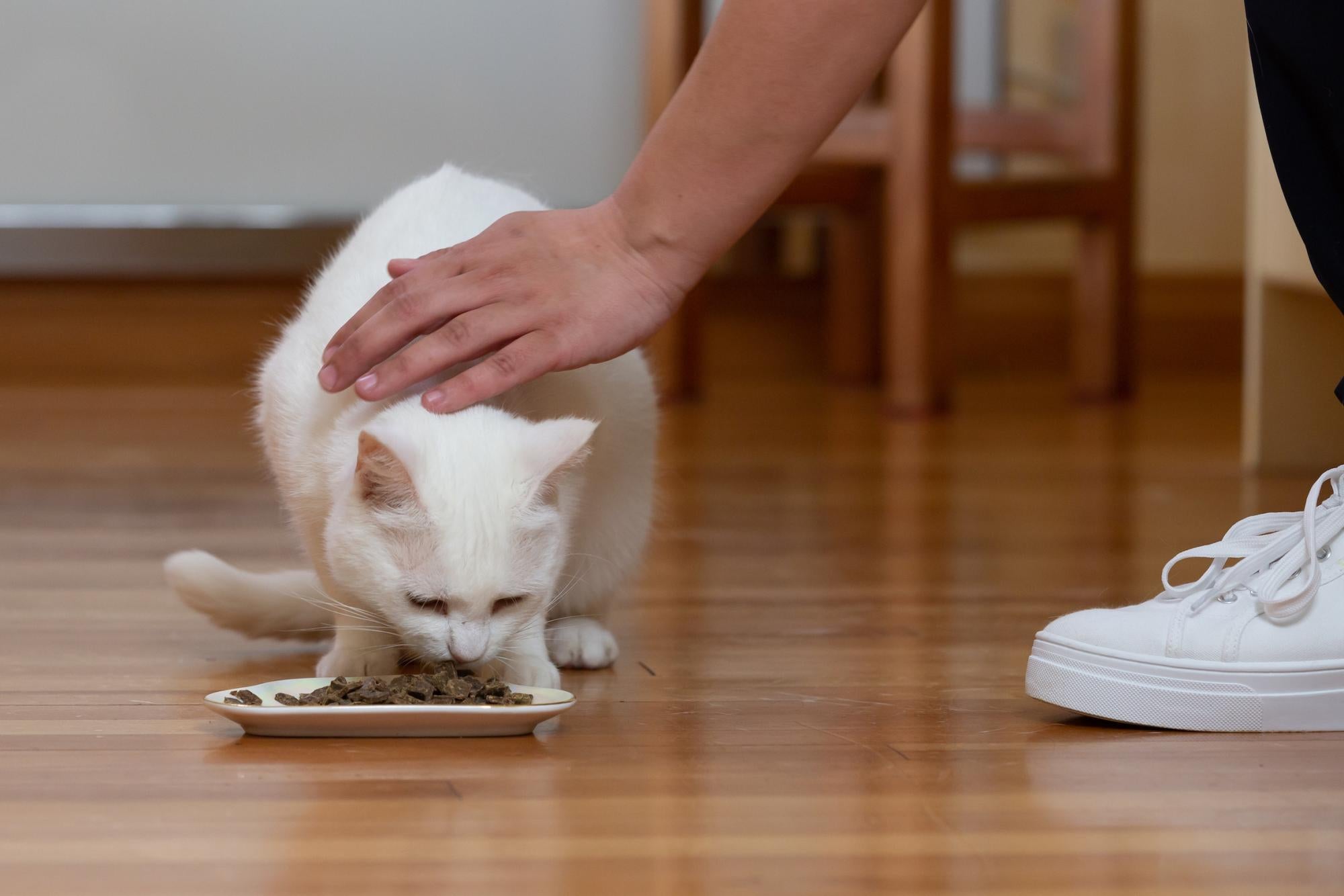 cat-feeding-bowl