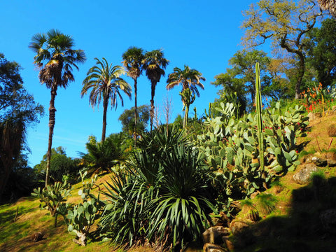 Mexican Garden Monserrate Palace Sintra