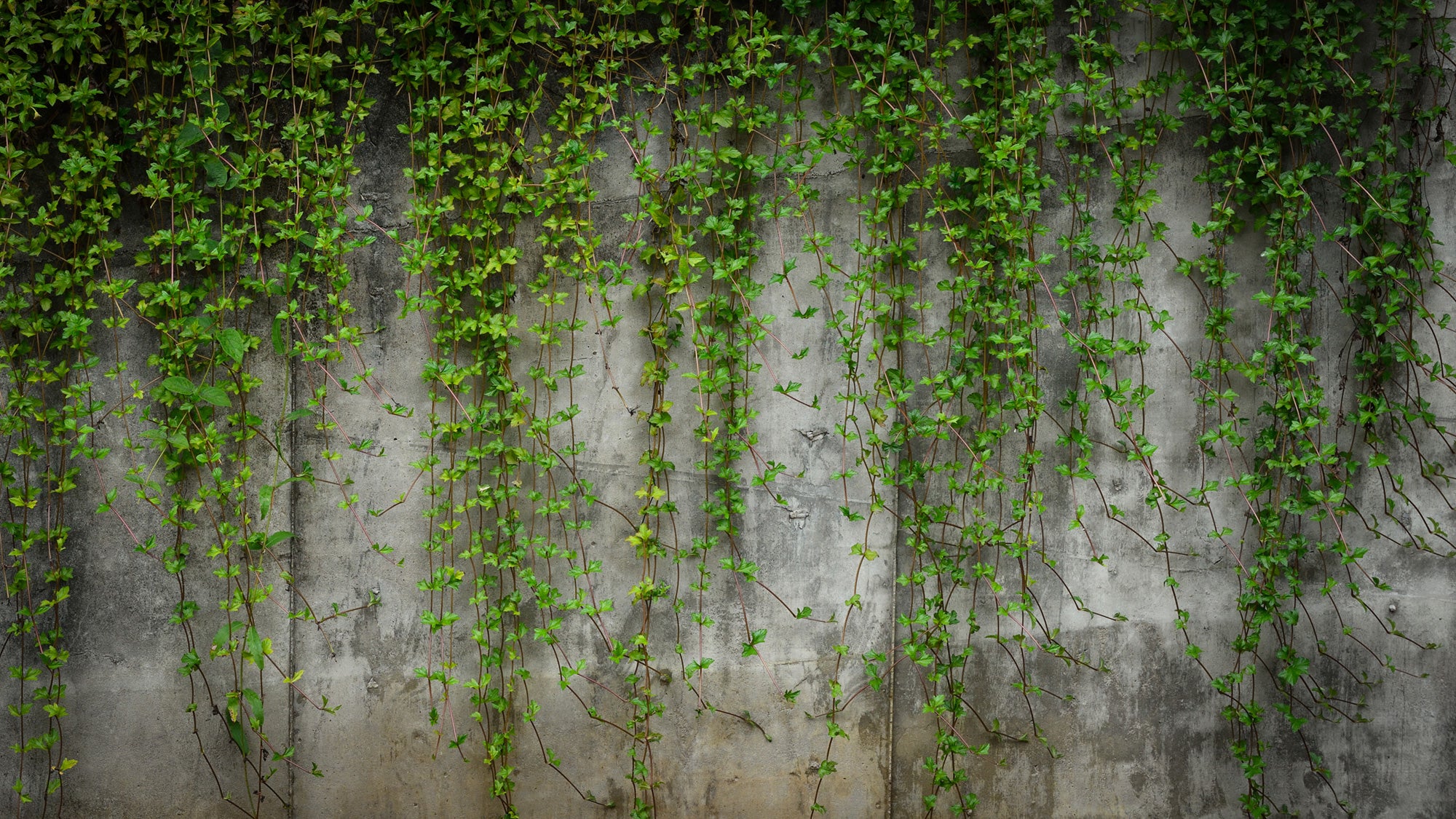 Overgrowth Covered Concrete 011 Prime Walls Us