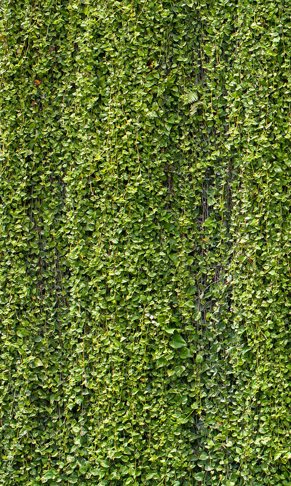 Overgrowth Hanging Vines 2001121 - Prime Walls US