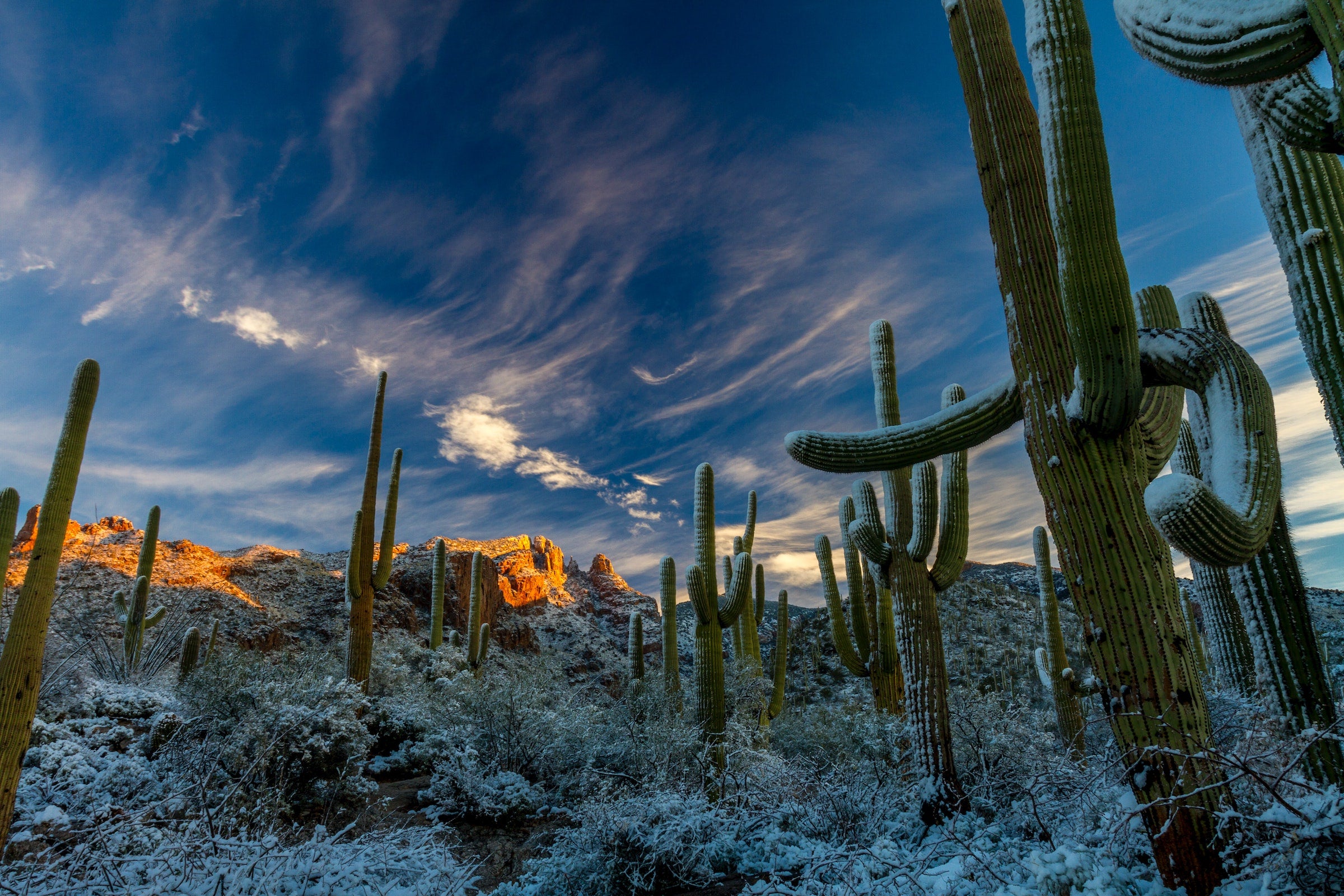 frosty cacti in the desert