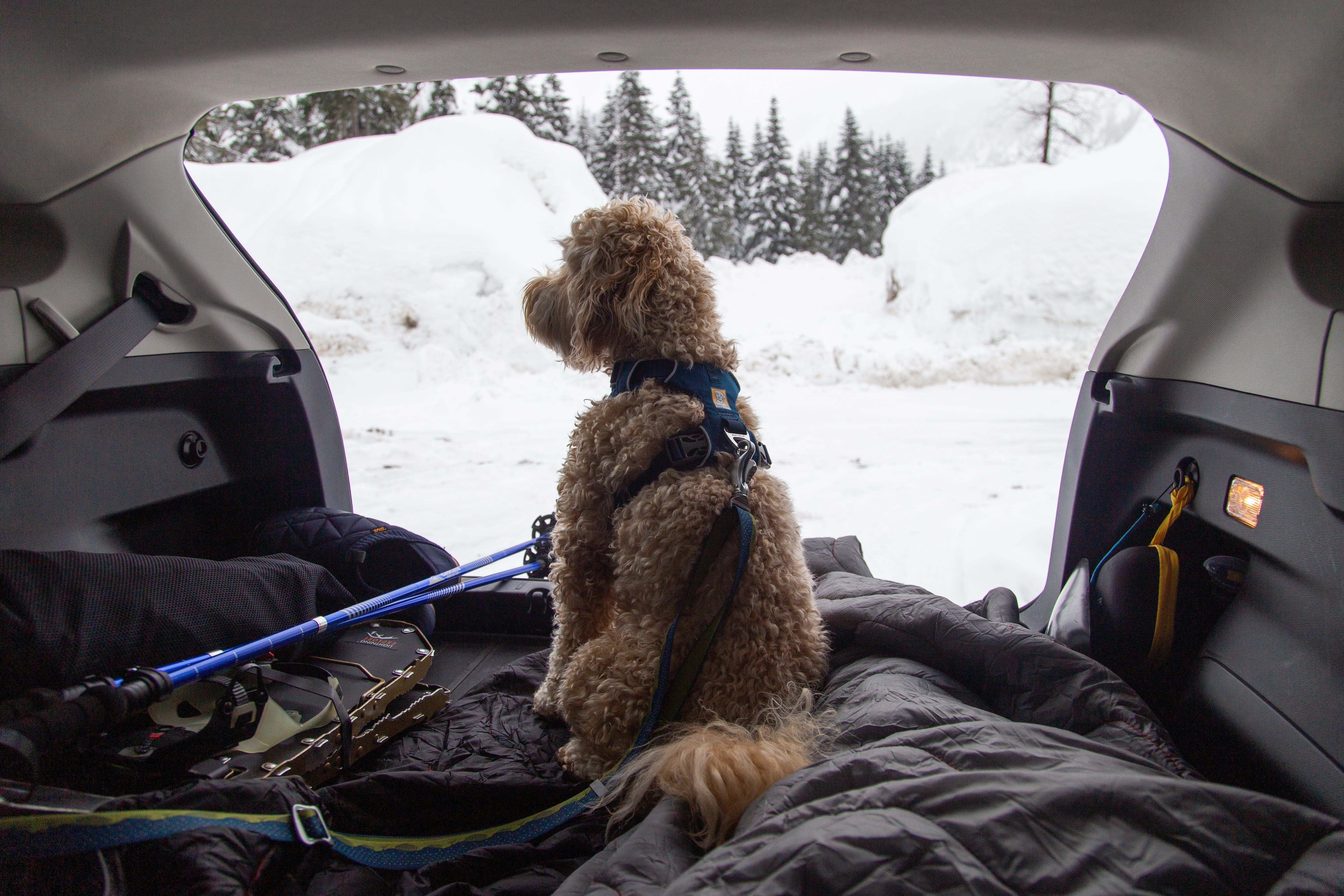 What Gear to Bring on Winter Adventures With Your Dog - Car Camp Blanket Dog