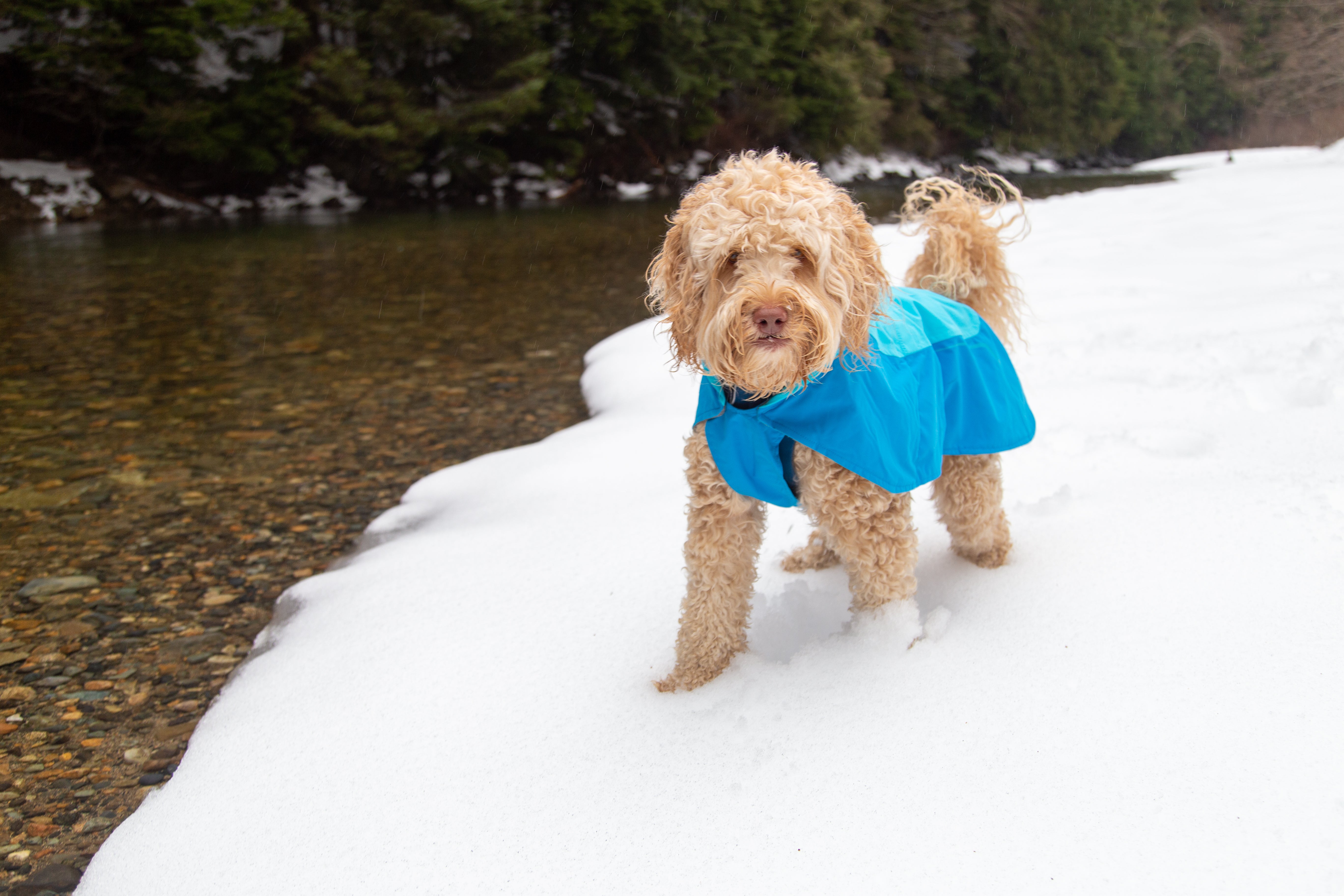 What Gear to Bring on Winter Adventures With Your Dog - Dog in the snow 