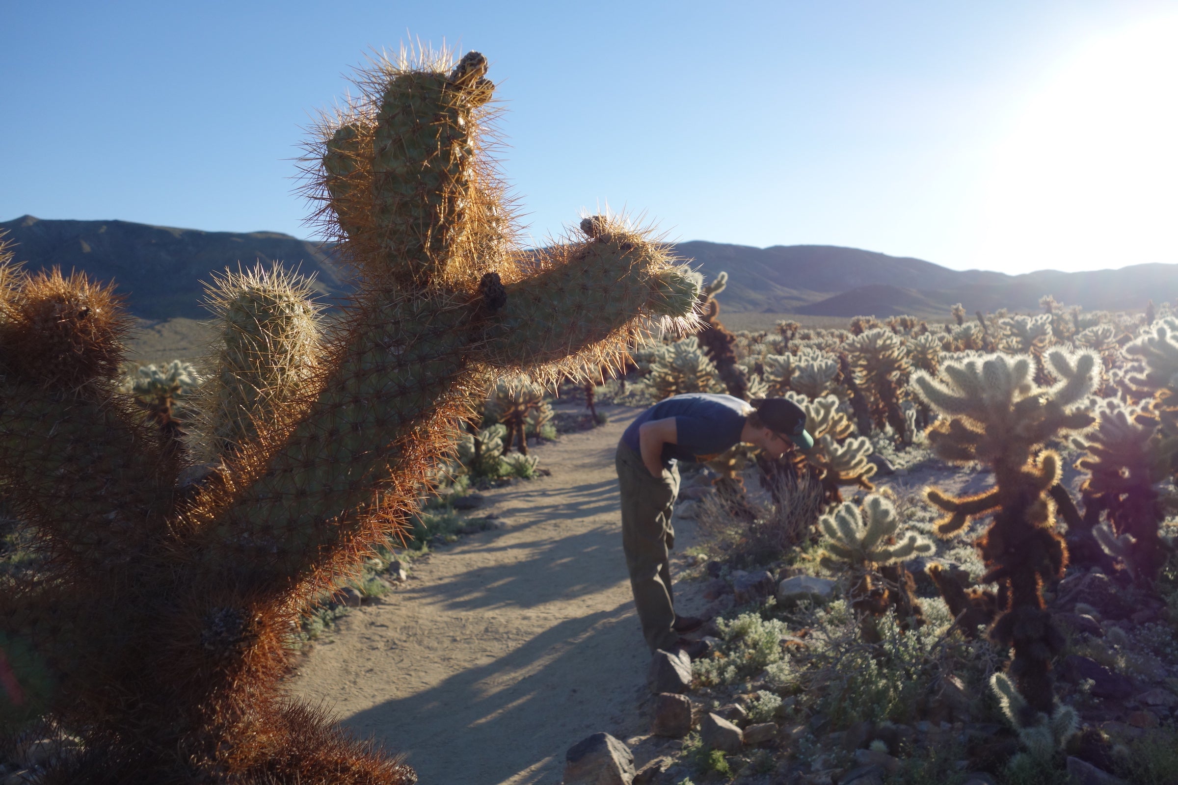 observing cacti in joshua tree national park