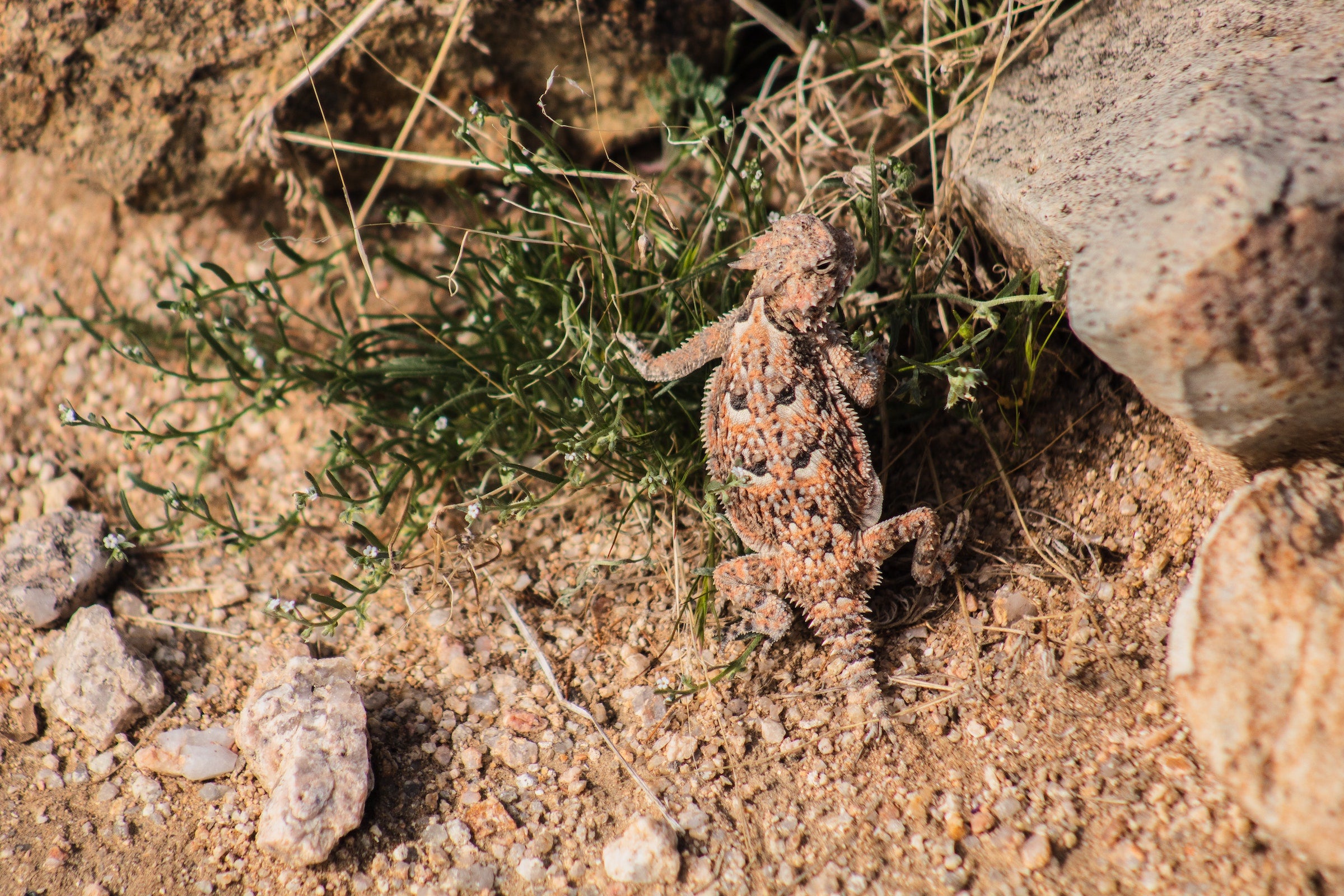 a lizard in the desert