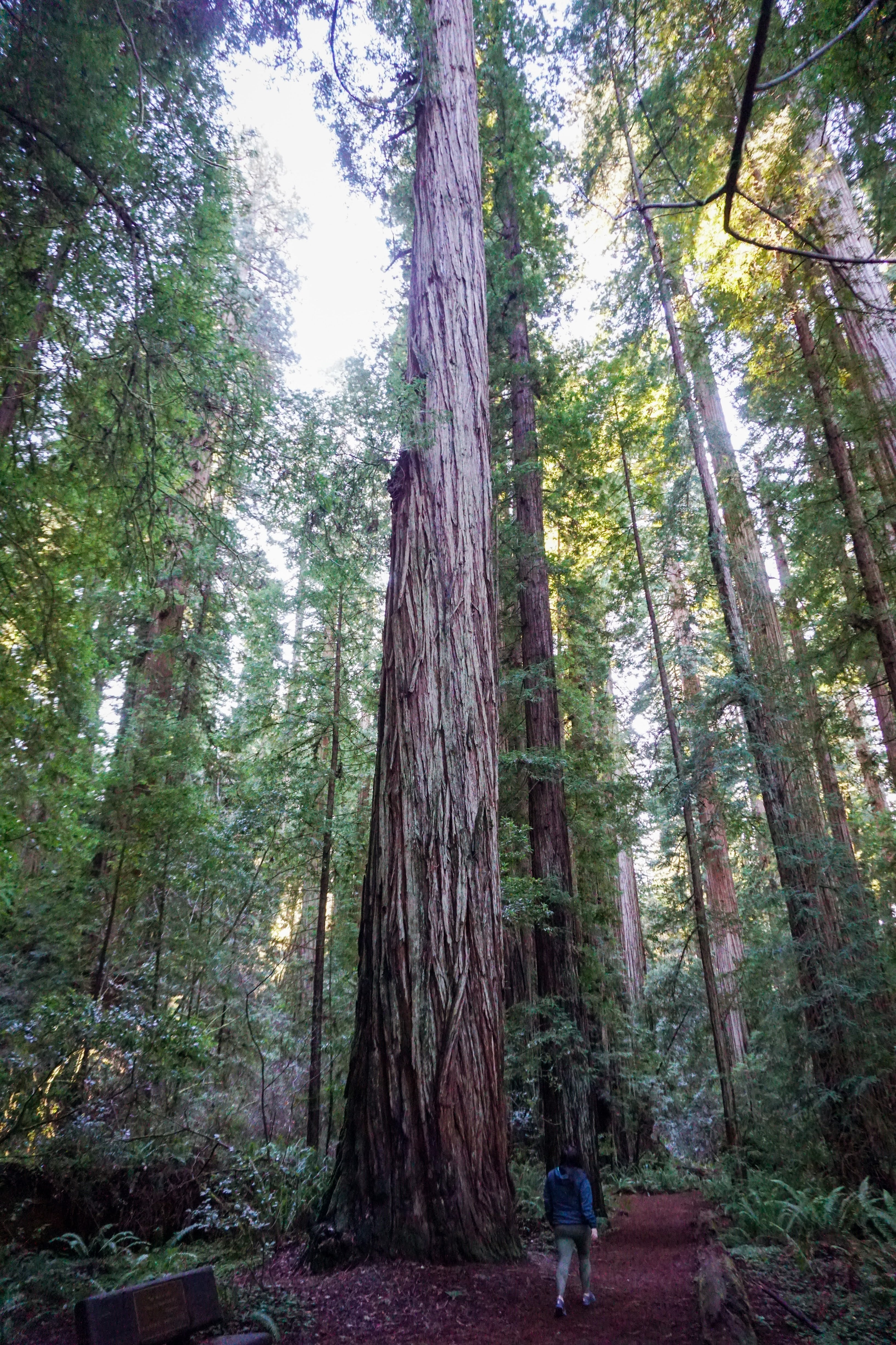 Road Tripping the PNW - What We Learned on Our Winter Road Trip - California Redwoods