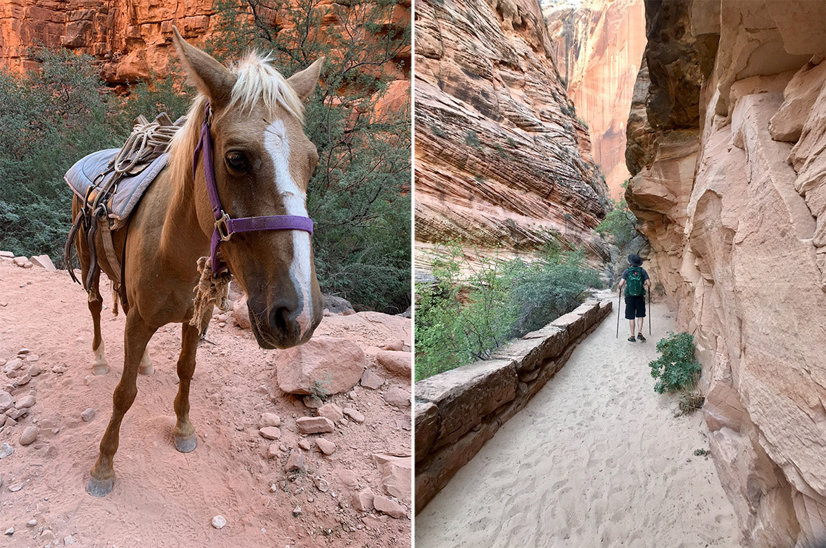 pack mule on the trail to havasupai