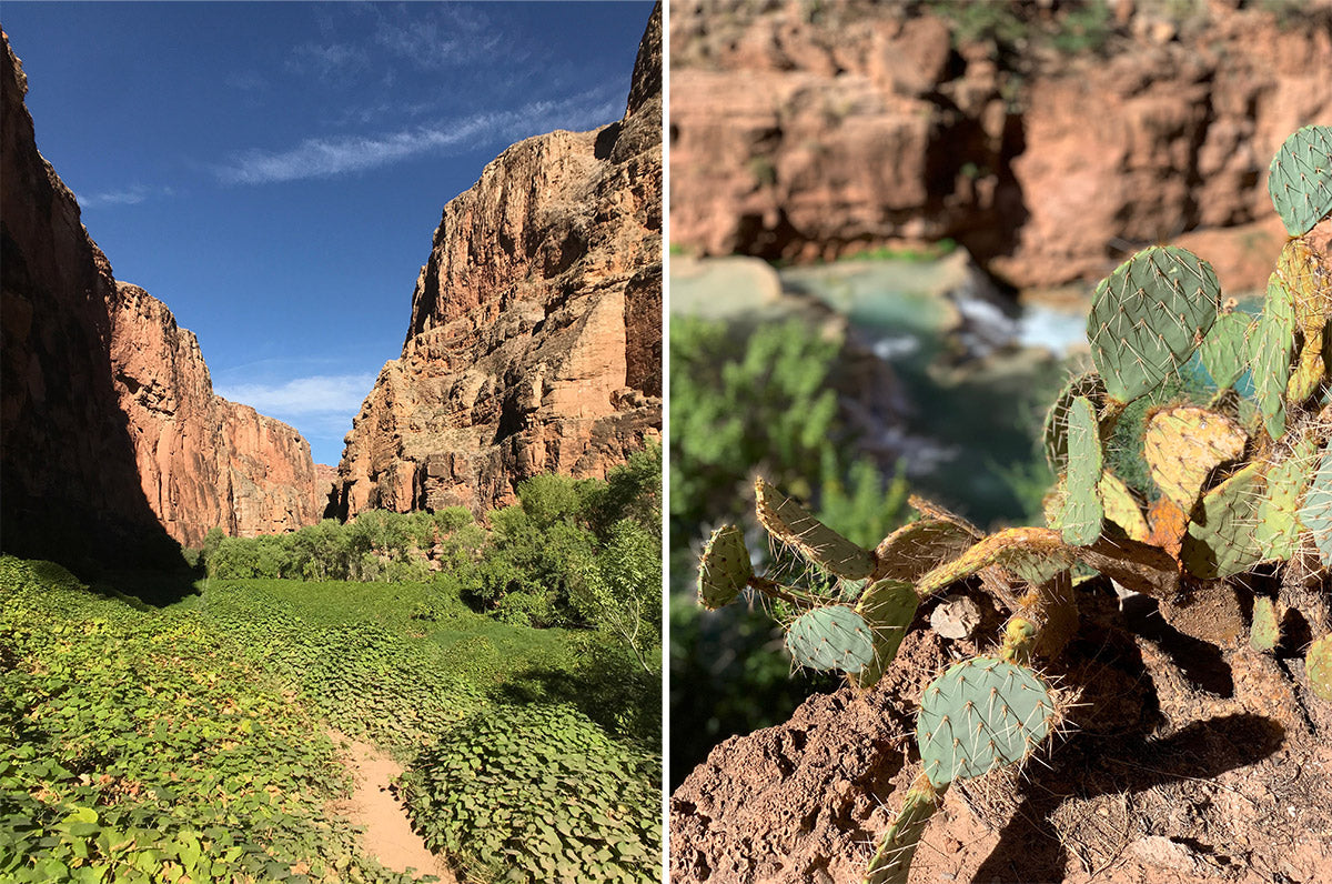 foliage in the grand canyon