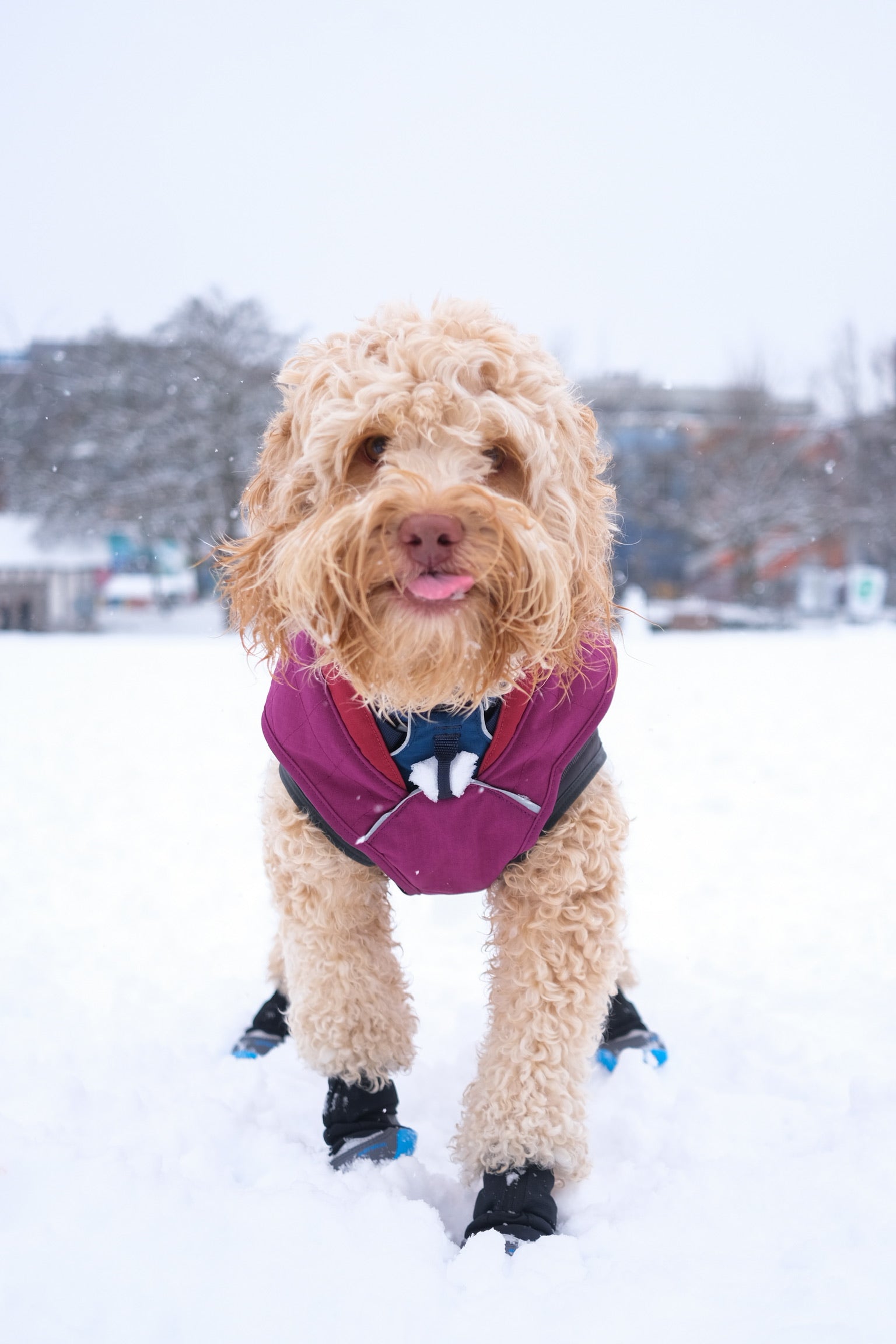 What Gear to Bring on Winter Adventures With Your Dog - Dog in the snow