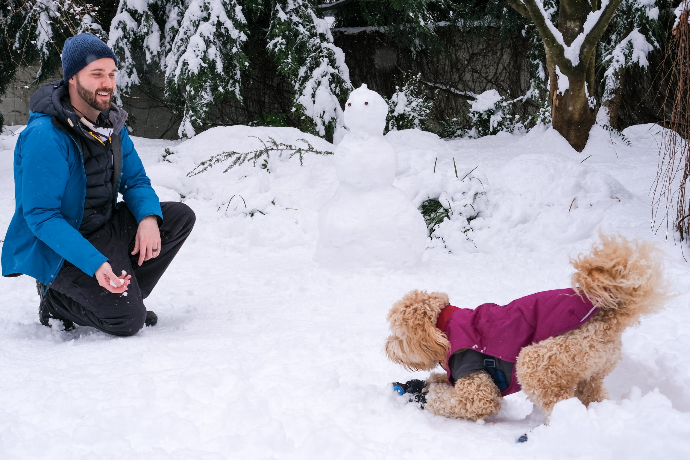 What Gear to Bring on Winter Adventures With Your Dog - Dog play in snow